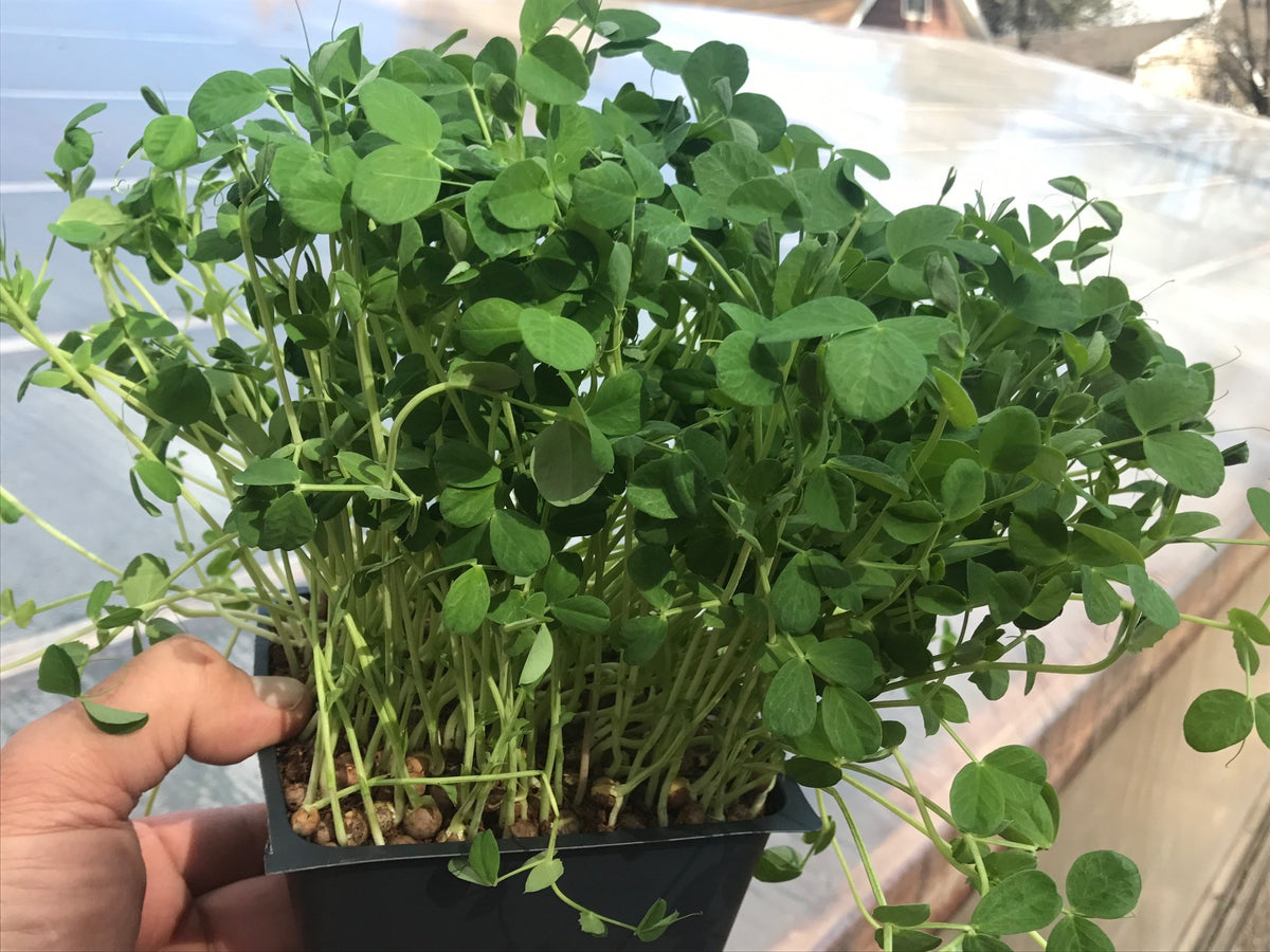 pea-shoot-microgreens-south-university-farmers-market