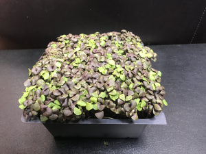 Basil (purple) Microgreens